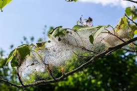Attēlu rezultāti vaicājumam “Yponomeuta evonymella larva”