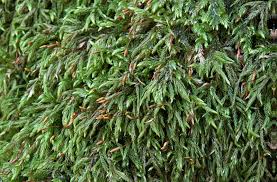 Attēlu rezultāti vaicājumam “Isothecium alopecuroides”