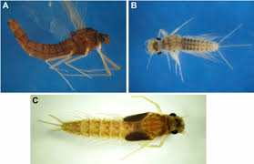 Attēlu rezultāti vaicājumam “Lepidosaphes ulmi imago”