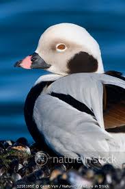 Attēlu rezultāti vaicājumam “Clangula hyemalis male”