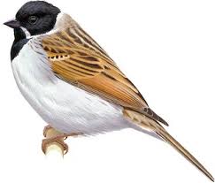 Attēlu rezultāti vaicājumam “Emberiza schoeniclus eggs”