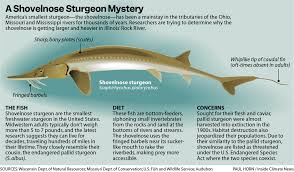 Image result for Scaphirhynchus platorynchus