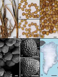 Attēlu rezultāti vaicājumam “Sphacelotheca hydropiperis”