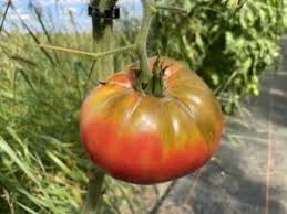 Afbeeldingsresultaat voor marizol purple tomato