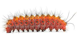 Attēlu rezultāti vaicājumam “Cossus cossus”