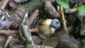 Attēlu rezultāti vaicājumam “Geastrum pectinatum”