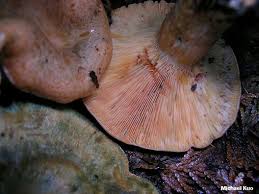 Attēlu rezultāti vaicājumam “Lactarius deterrimus”