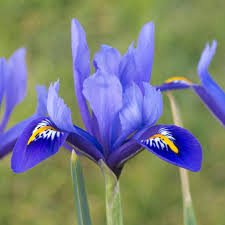 Attēlu rezultāti vaicājumam “Iris reticulata flower”