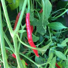 Afbeeldingsresultaat voor chile de arbol hot pepper