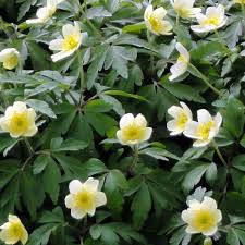 Attēlu rezultāti vaicājumam “Anemone x lipsiensis”