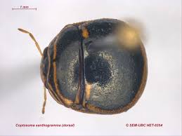 Attēlu rezultāti vaicājumam “Xanthogramma sp.”