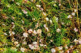 Attēlu rezultāti vaicājumam “Cuscuta europaea flower”