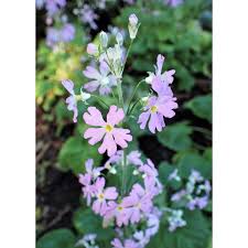 Image result for Primula malacoides