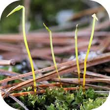 Attēlu rezultāti vaicājumam “Plagiomnium cuspidatum sporophyte”