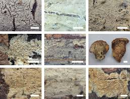 Attēlu rezultāti vaicājumam “Peniophora laurentii”