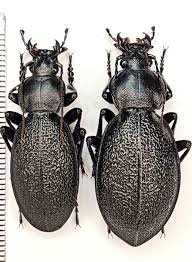 Attēlu rezultāti vaicājumam “Cychrus caraboides”