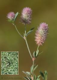 Attēlu rezultāti vaicājumam “Trifolium arvense fruit”