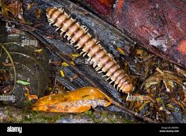 Attēlu rezultāti vaicājumam “Myriapoda”