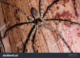 Attēlu rezultāti vaicājumam “Sparassidae”