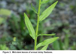 Attēlu rezultāti vaicājumam “Erigeron annuus leaf”