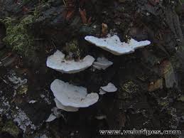 Attēlu rezultāti vaicājumam “Postia stiptica”