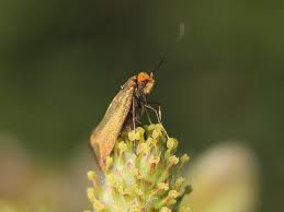 Attēlu rezultāti vaicājumam “Adela cuprella”