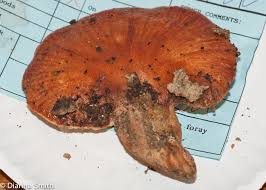 Attēlu rezultāti vaicājumam “Fistulina hepatica”