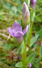 Attēlu rezultāti vaicājumam “Gentianella campestris”