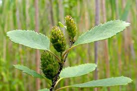 Attēlu rezultāti vaicājumam “Betula humilis leaf”
