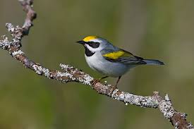 Image result for Vermivora chrysoptera