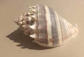 Image result for Melongena corona