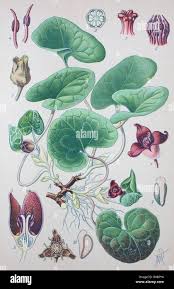 Attēlu rezultāti vaicājumam “Asarum europaeum flower”