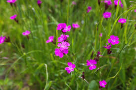 Image result for Steinnelke