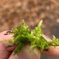 Attēlu rezultāti vaicājumam “Brachythecium rutabulum”