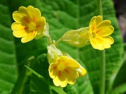 Image result for Primula veris