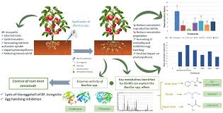 Attēlu rezultāti vaicājumam “Fuligo gyrosa macro”