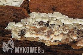 Attēlu rezultāti vaicājumam “Physisporinus vitreus”