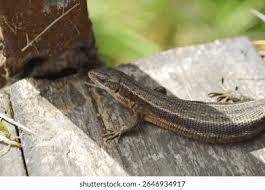 Attēlu rezultāti vaicājumam “Lacerta agilis”