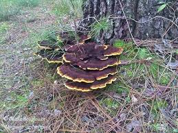 Attēlu rezultāti vaicājumam “Phaeolus schweinitzii”