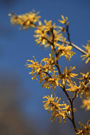 Attēlu rezultāti vaicājumam “Hamamelis”