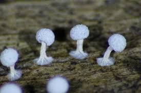 Attēlu rezultāti vaicājumam “Didymium squamulosum spores”