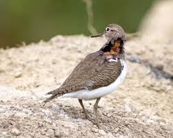 Attēlu rezultāti vaicājumam “Actitis hypoleucos adult”