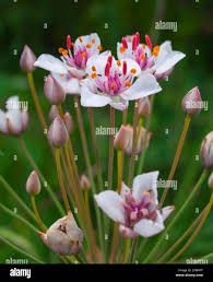 Attēlu rezultāti vaicājumam “Butomus umbellatus bud”