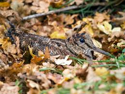 Attēlu rezultāti vaicājumam “Scolopax rusticola”
