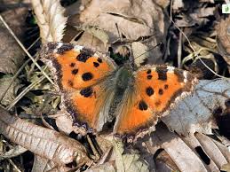 Attēlu rezultāti vaicājumam “Nymphalis xanthomelas upperside”