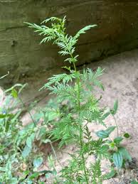Image result for Artemisia annua