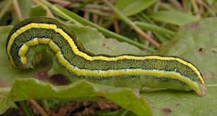 Attēlu rezultāti vaicājumam “Ceramica pisi larva”