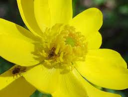 Attēlu rezultāti vaicājumam “Ranunculus mendax flower”