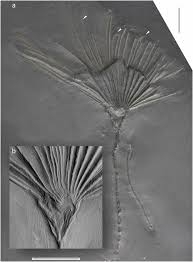 Attēlu rezultāti vaicājumam “Colloderma oculatum”