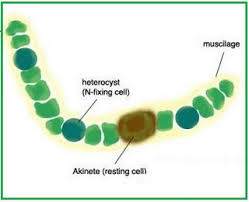 Attēlu rezultāti vaicājumam “Cyanophyta”